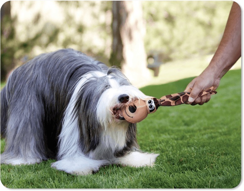Gagnez 100€ de jouet pour chien